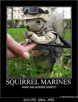 633502079247460928-squirrel-marines.webp