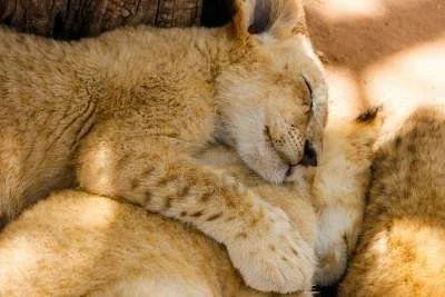 7050113-a-pride-of-lion-cubs-cuddling-up-to-each-other-during-nap-time.webp