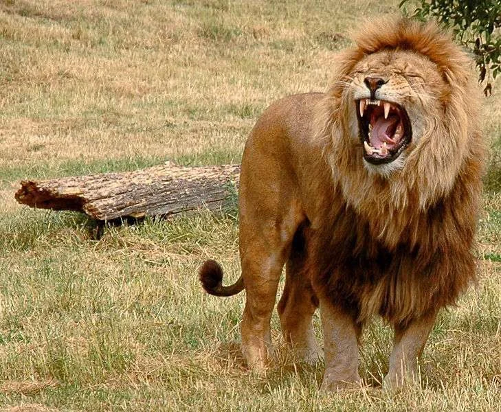 729px-Just_one_lion.webp