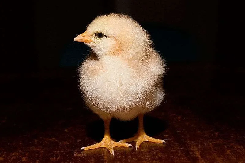 800px-Day_old_chick_black_background.webp