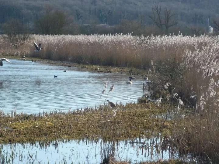 9 Leighton Moss a.webp