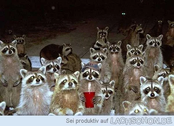 92194_waschbaer_party.webp