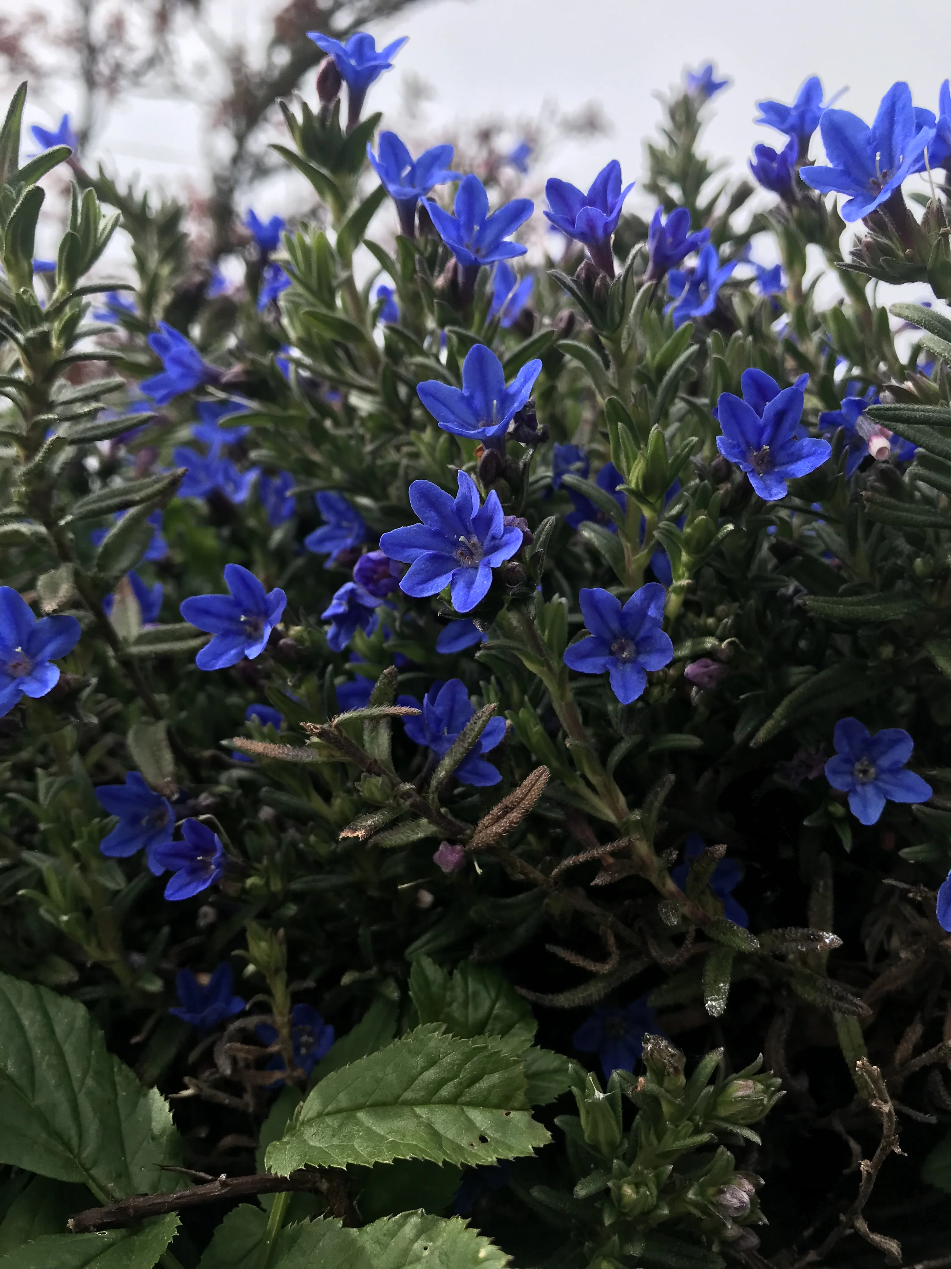 small Blue flowers