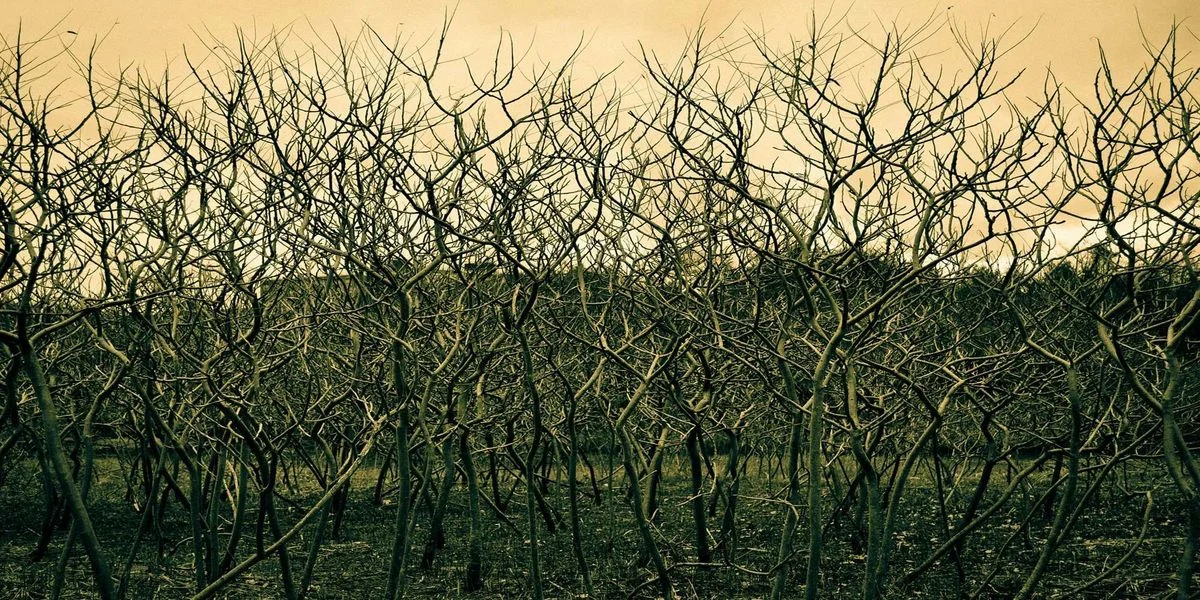 _2000x1000_2010.webp