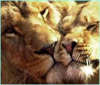 _39401199_lion_hug.webp