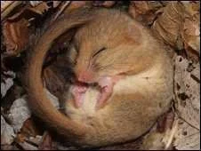 _46521377_dormouse.webp