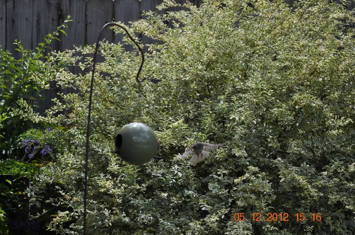 _DSC0015.webp