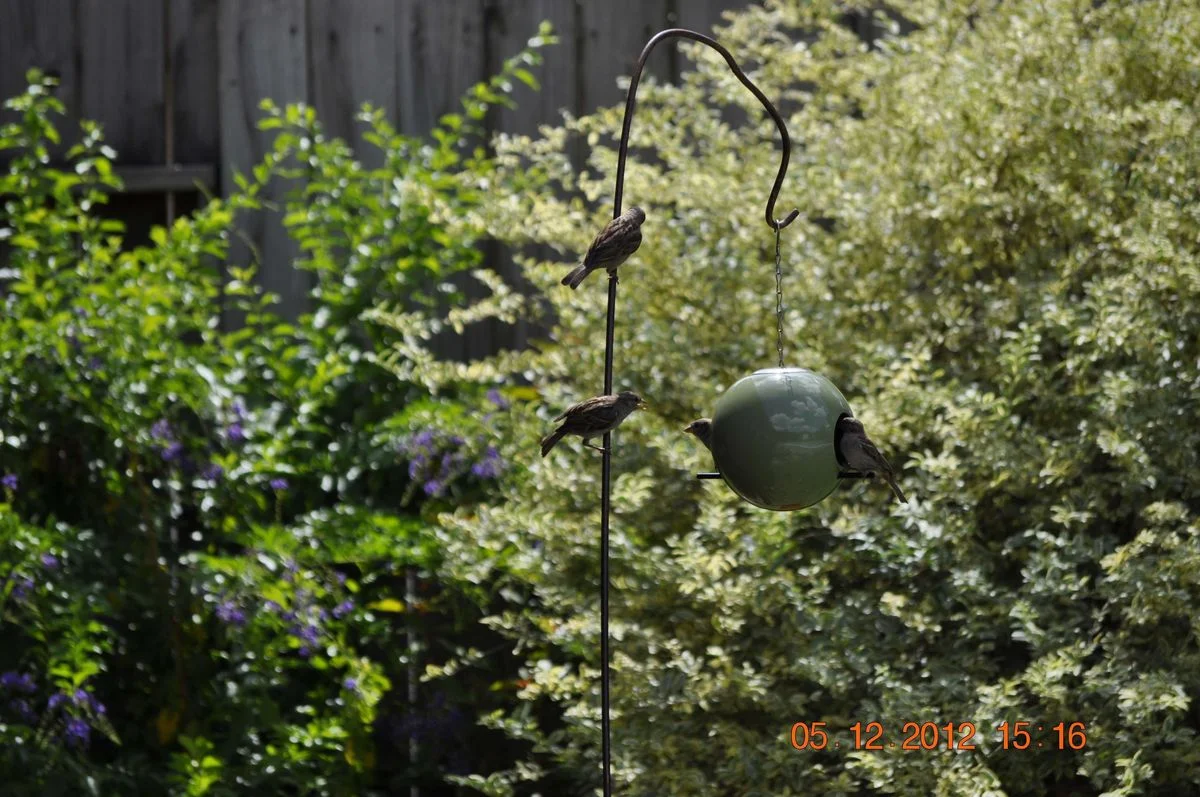 _DSC0016.webp