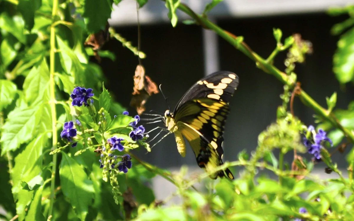 _DSC0031.webp