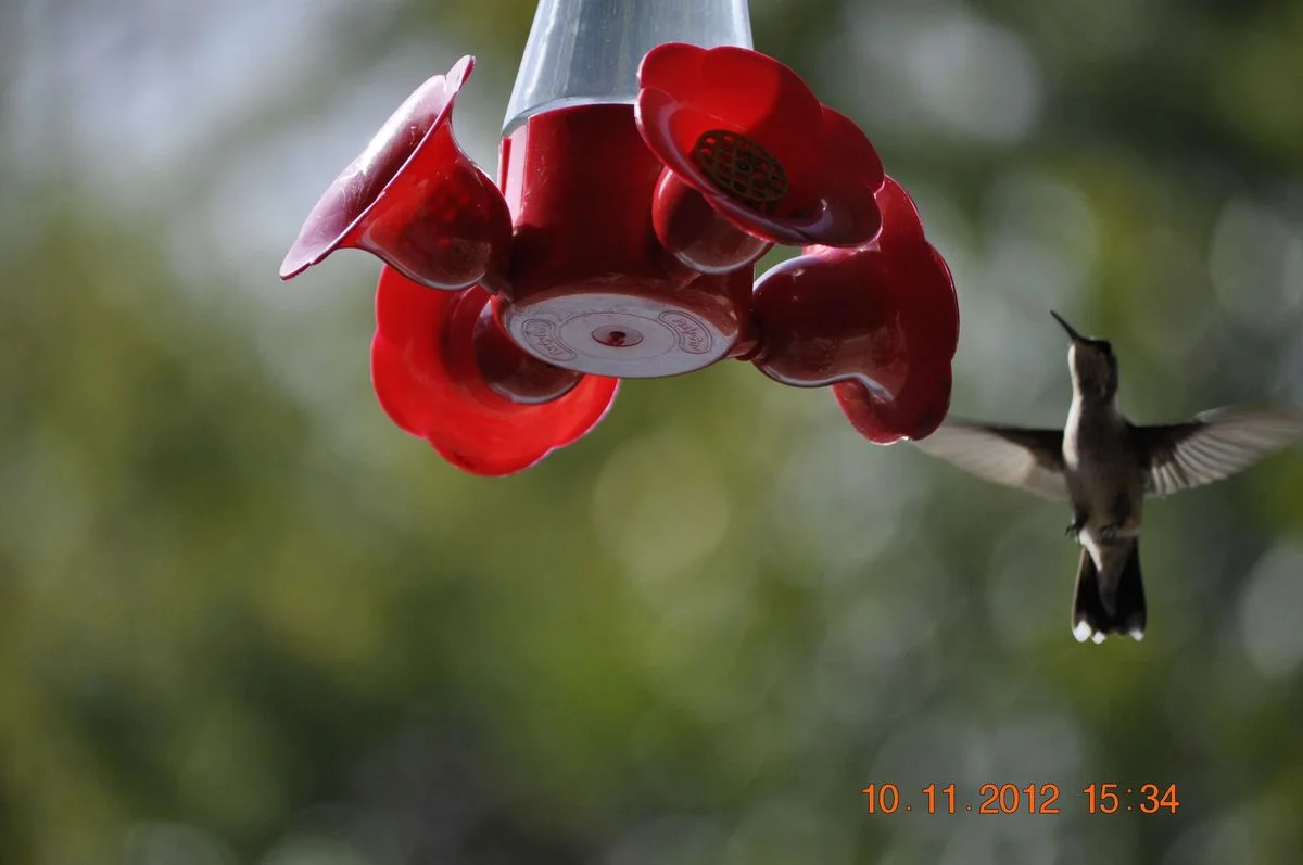 _DSC0037.webp