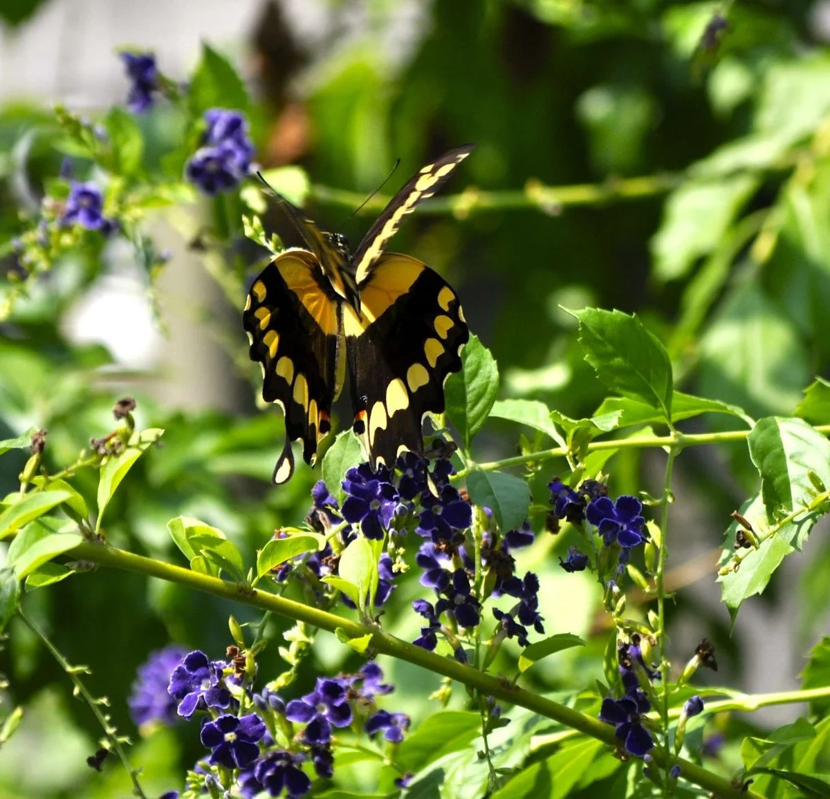 _DSC0040.webp