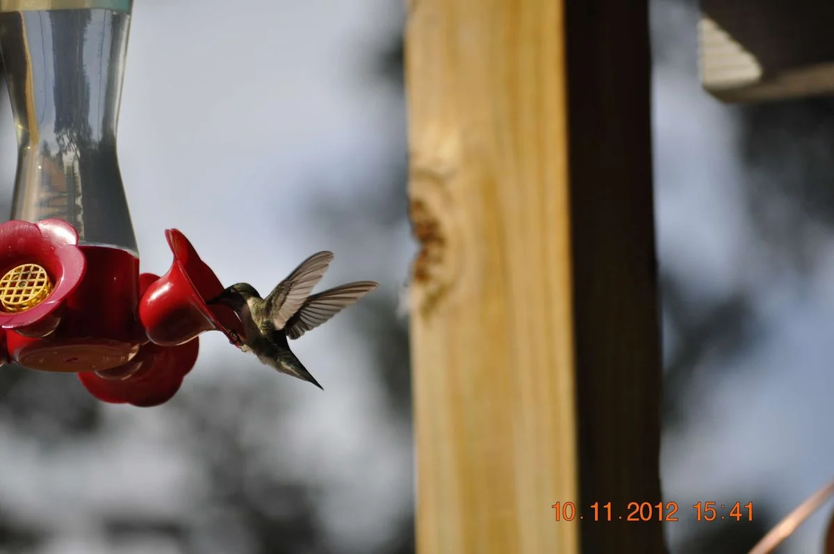 _DSC0058.webp