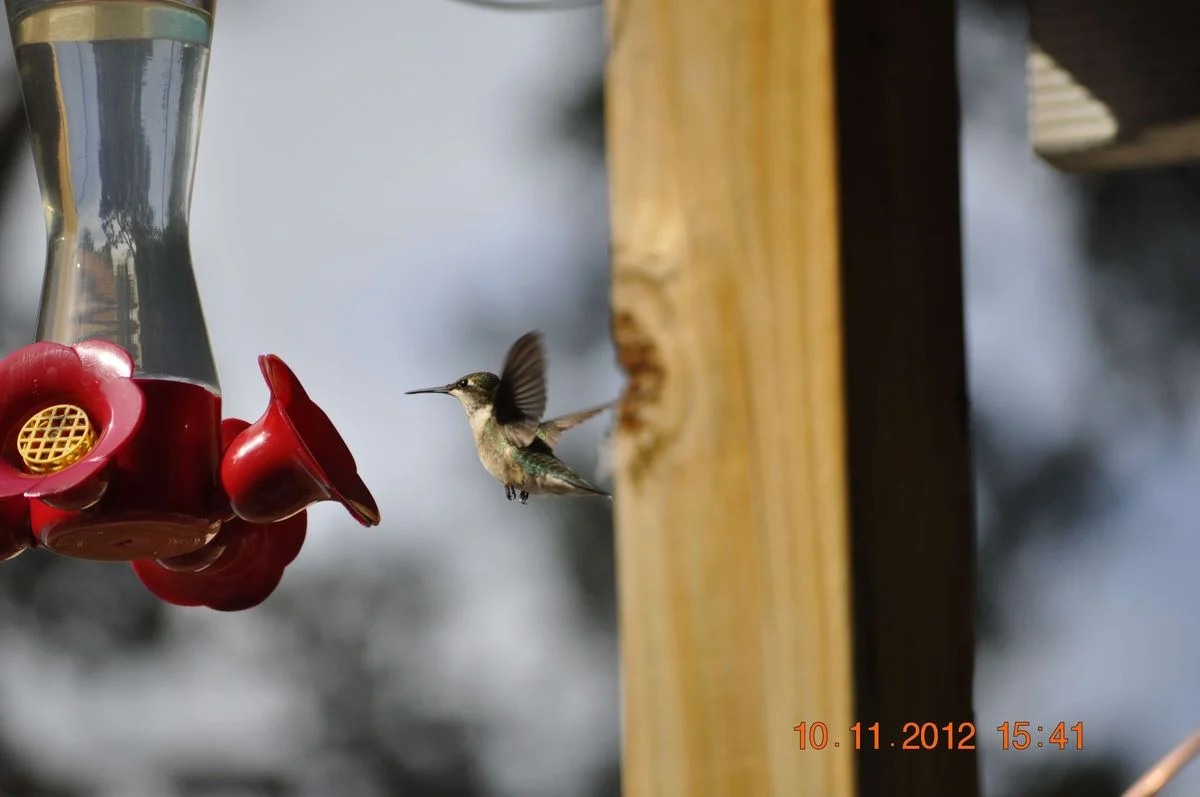 _DSC0060.webp