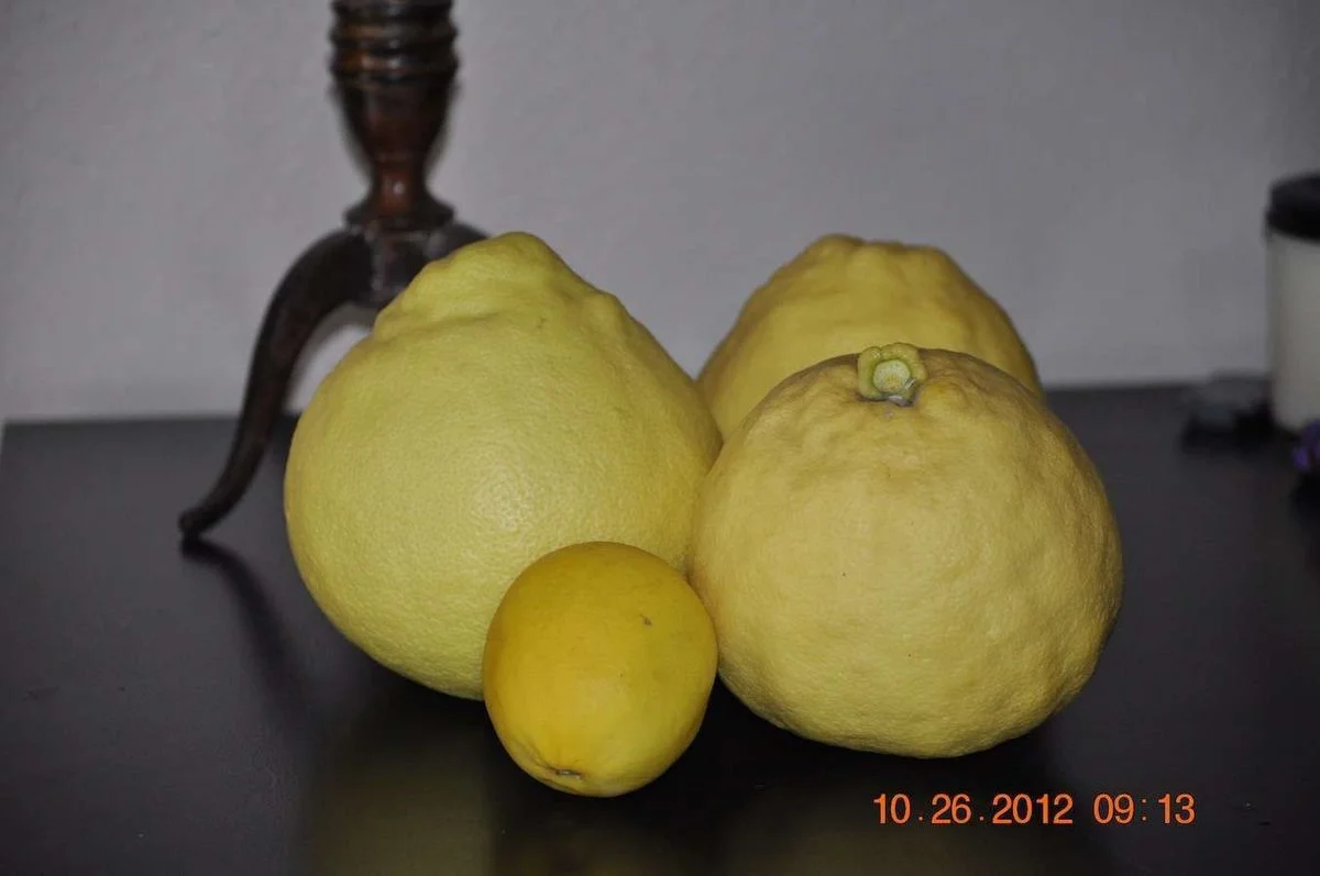 _DSC0066.webp