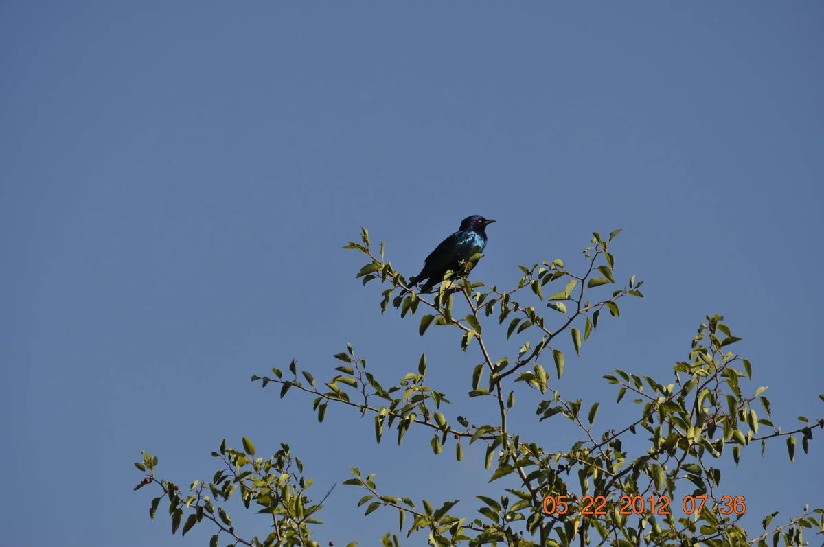 _DSC0330.webp