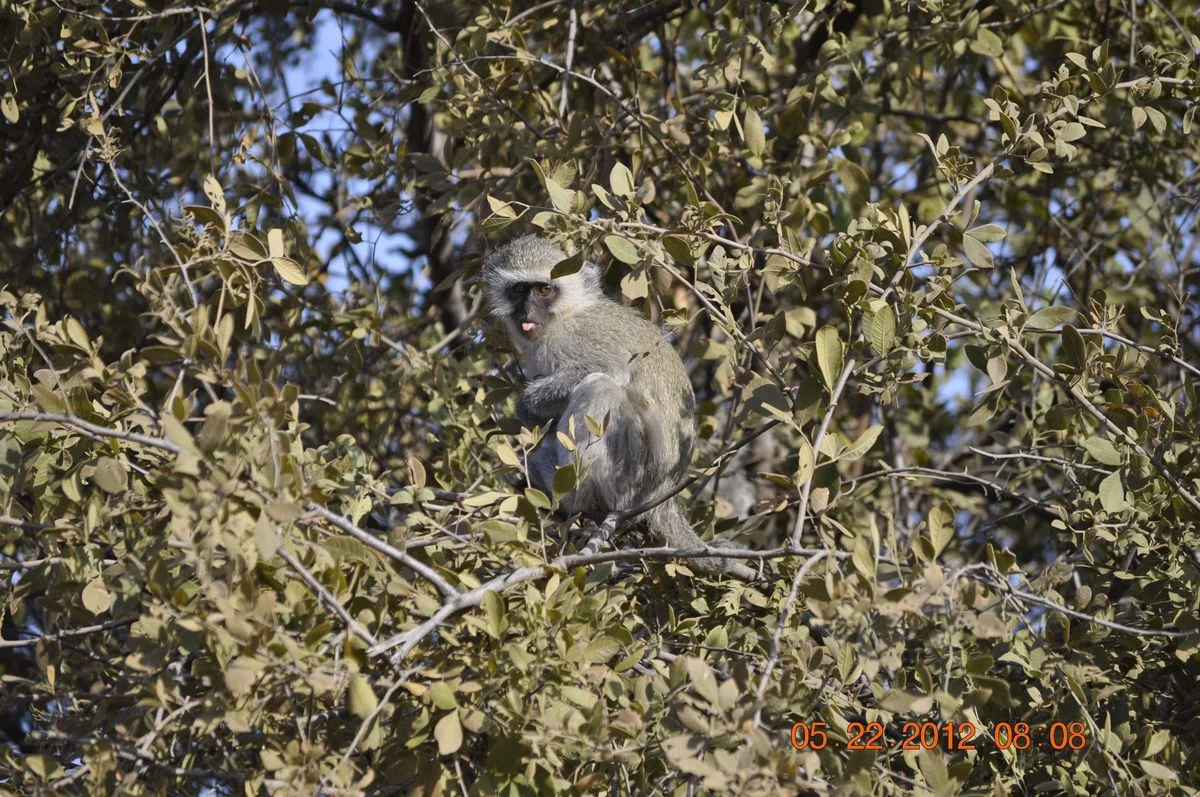 _DSC0385.webp