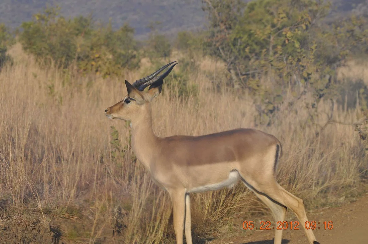 _DSC0400.webp