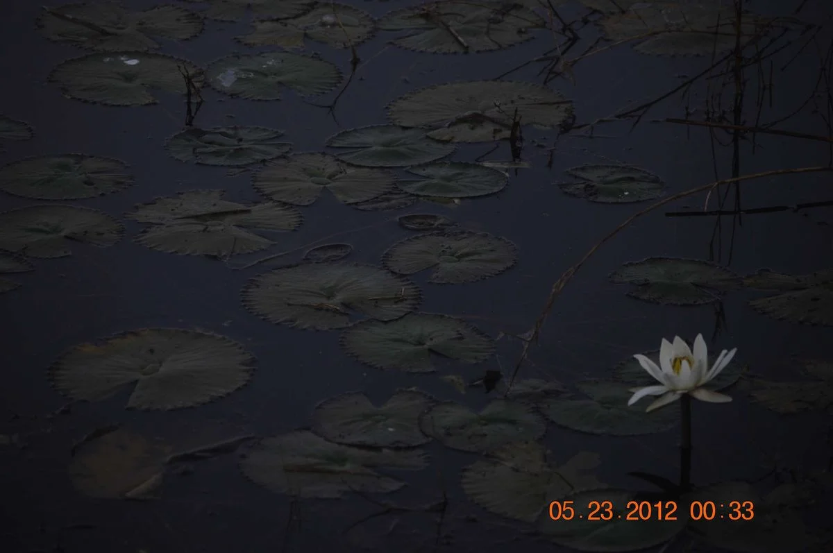 _DSC0449.webp