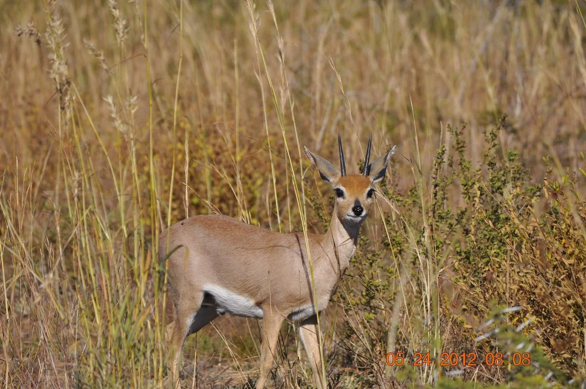 _DSC0945.webp
