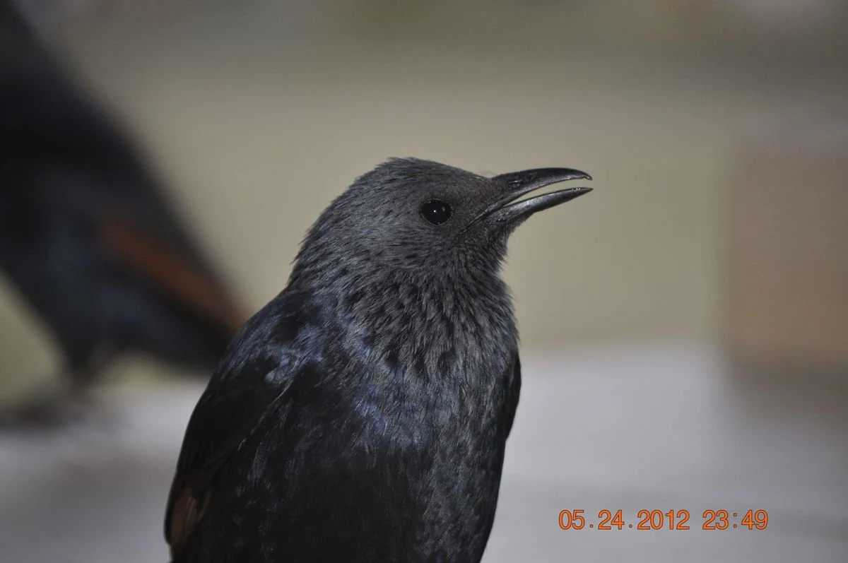_DSC0978.webp