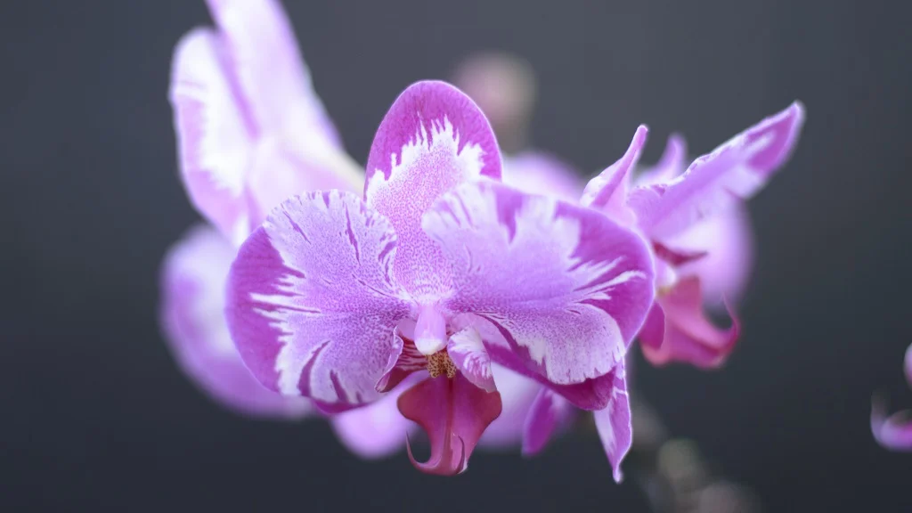 _DSC1450-1.webp