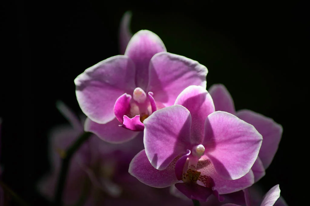 _DSC1665.webp
