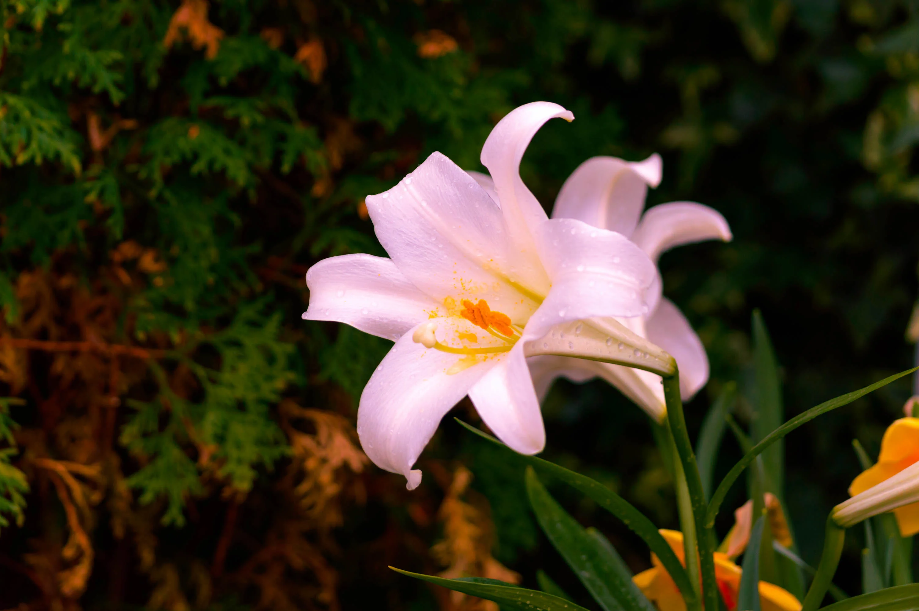 _DSC4580.webp