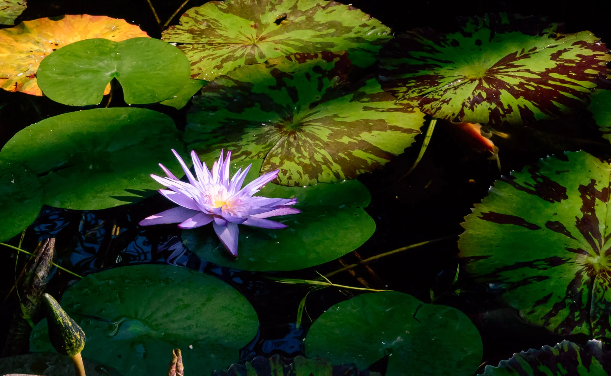 _DSC4825-3.webp