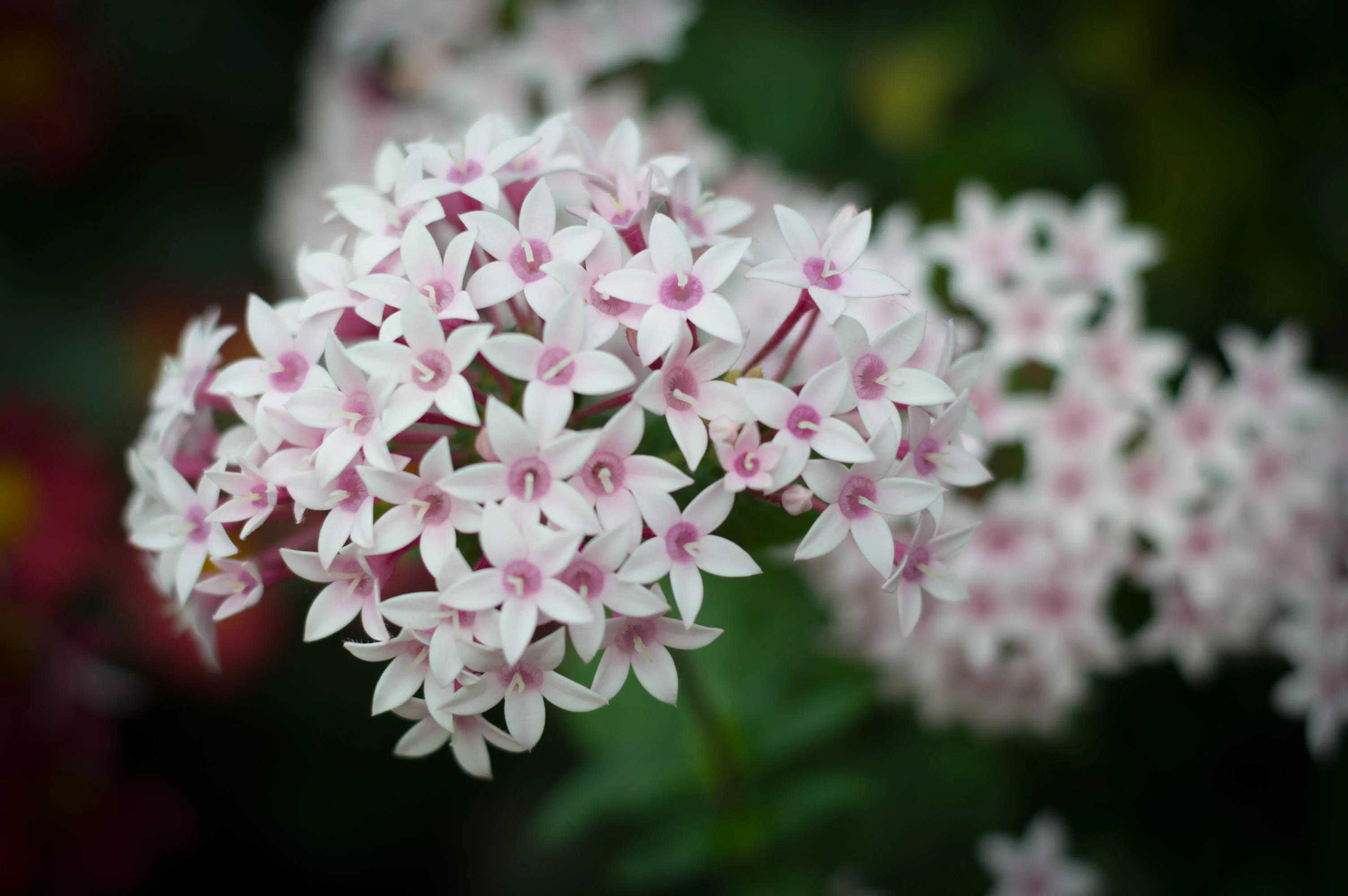 _DSC4901.webp