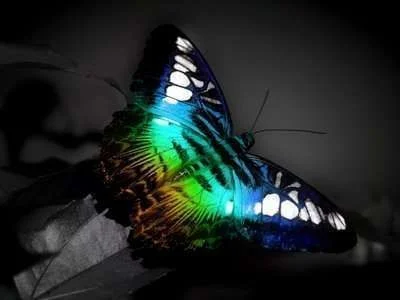 a.aaa-amazing-butterfly.webp