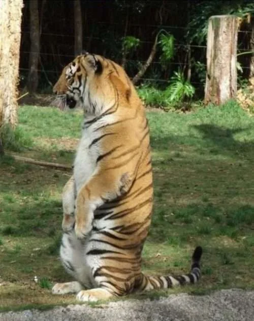 a.aaa-eye-of-the-tiger.webp