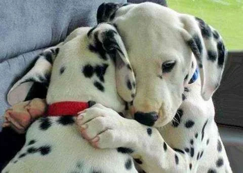 a.baa-They-are-so-cute-hug.webp