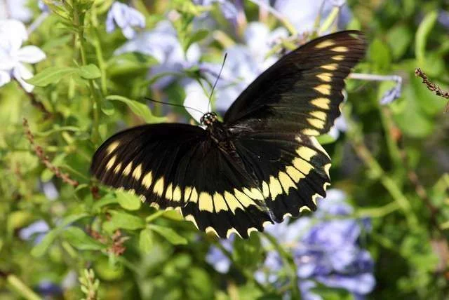 a beauty.webp