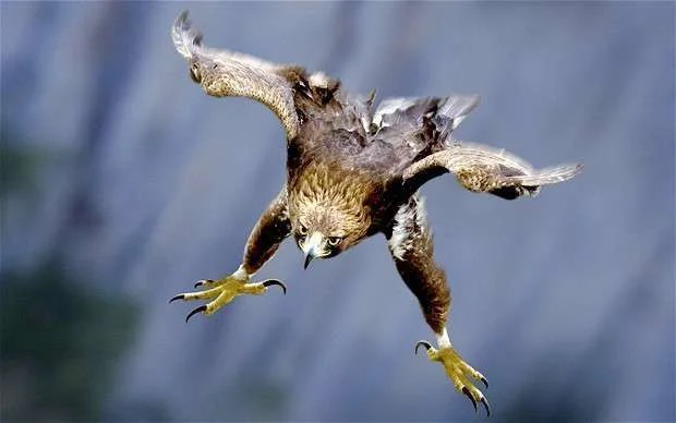 a6f25ea71ae4654c_Golden_Eagle.webp