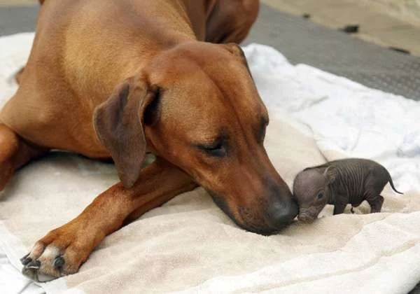 Adopted_animals__2_.webp