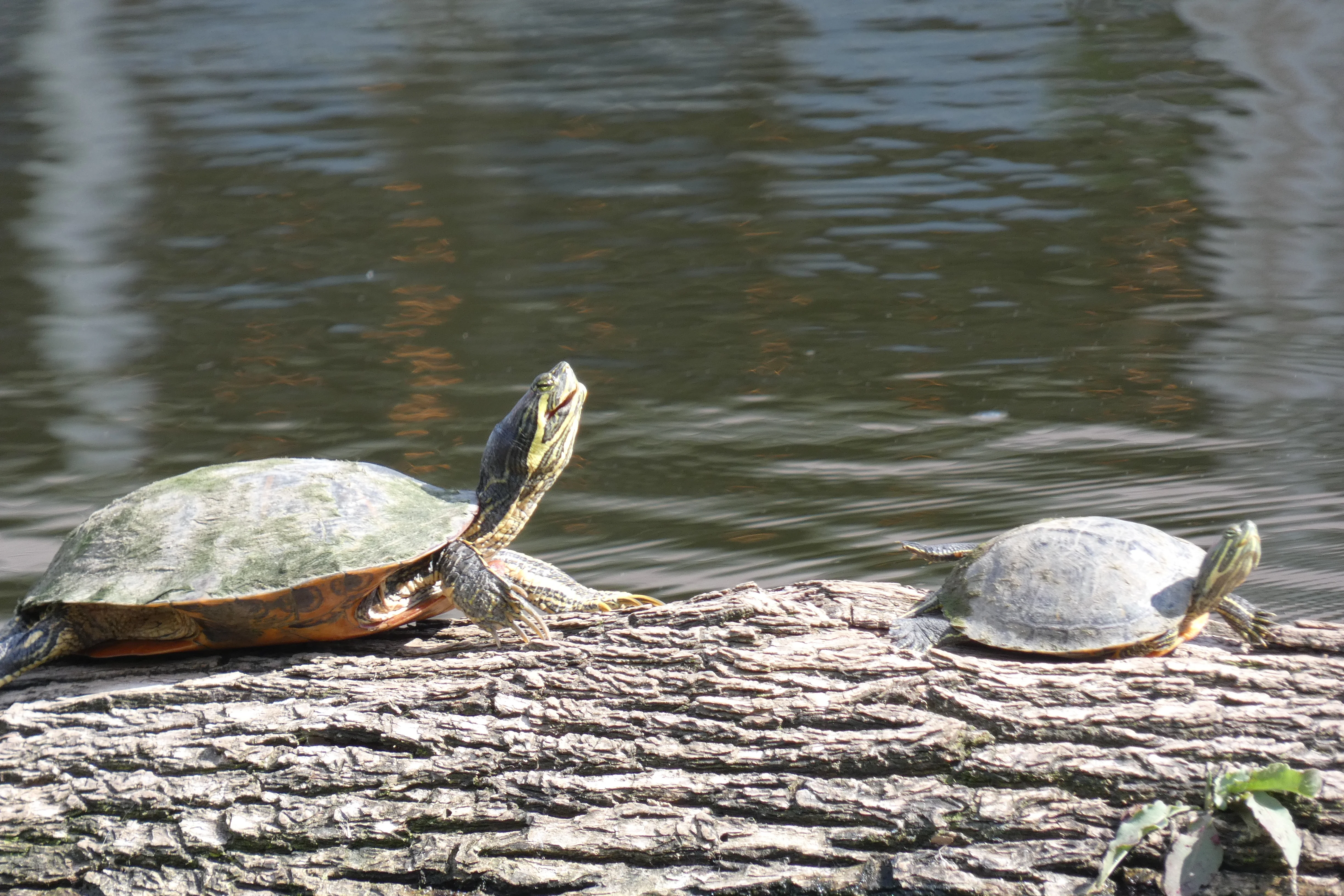 adult and baby.webp