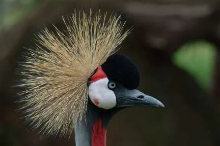 af-j-crowned-crane-web.webp