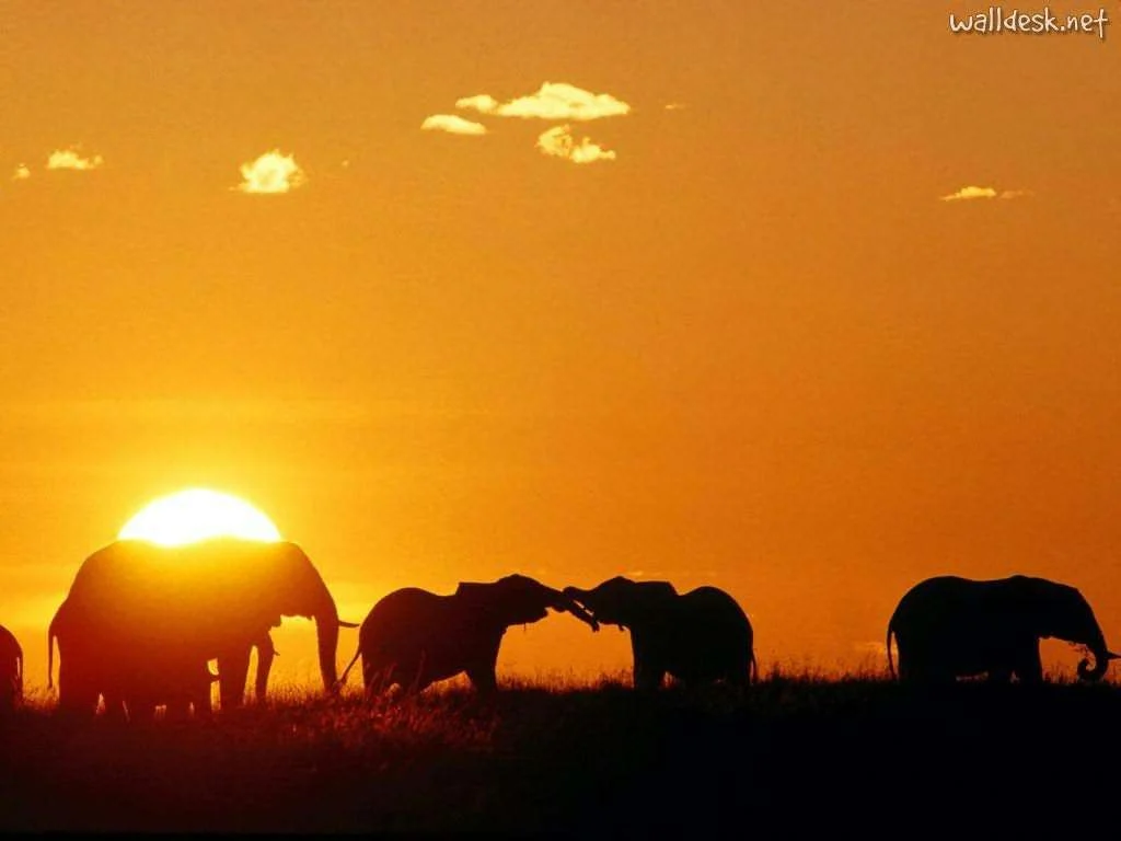 african-elephants.webp