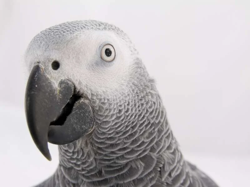 african-grey-head.webp