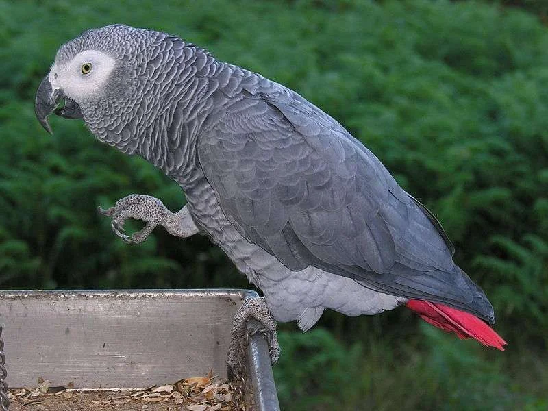 african-grey1.webp