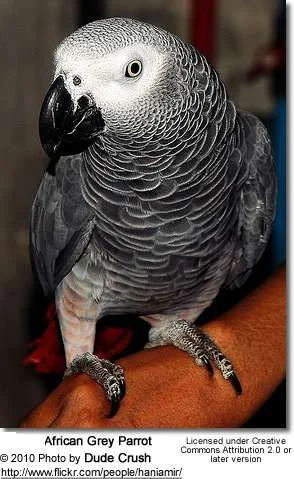 African-grey2.webp
