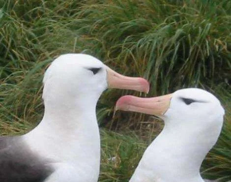 albatross2.webp