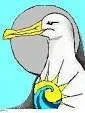albatross8.webp