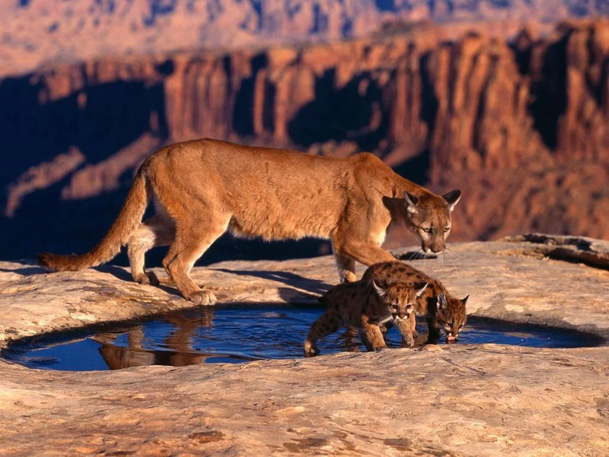 Amazing Animals Images 003 Set III.webp