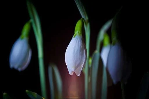 amazing beauty 6 (1 of 1).webp