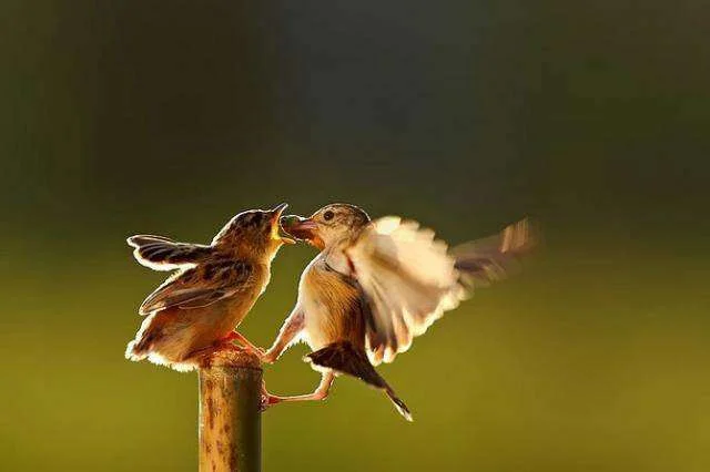 Amazing-Bird9.webp
