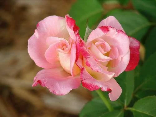 amazing-double-delight-rose-twins-by-rosephotosetc.webp