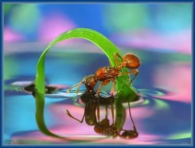 amazing nature.webp