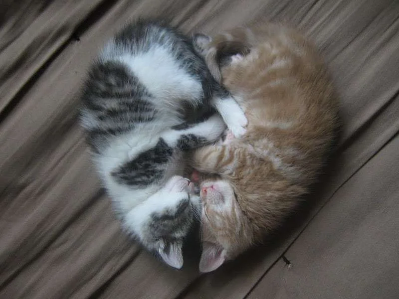 amazing_kittens_by_kerodragons-d3ipl7s.webp