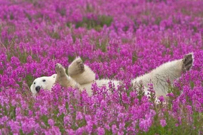 amazing_photos_of_nature_23.webp